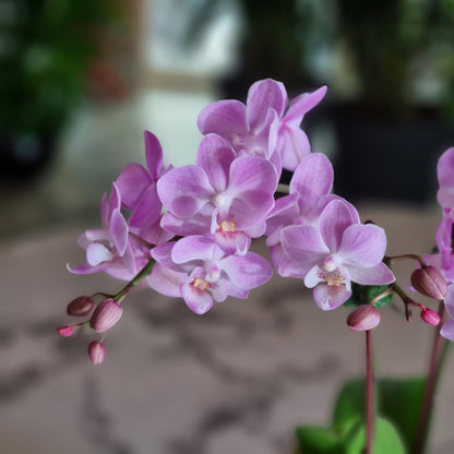 Mini Phalaenopsis Pink