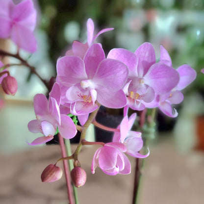 Mini Phalaenopsis Pink