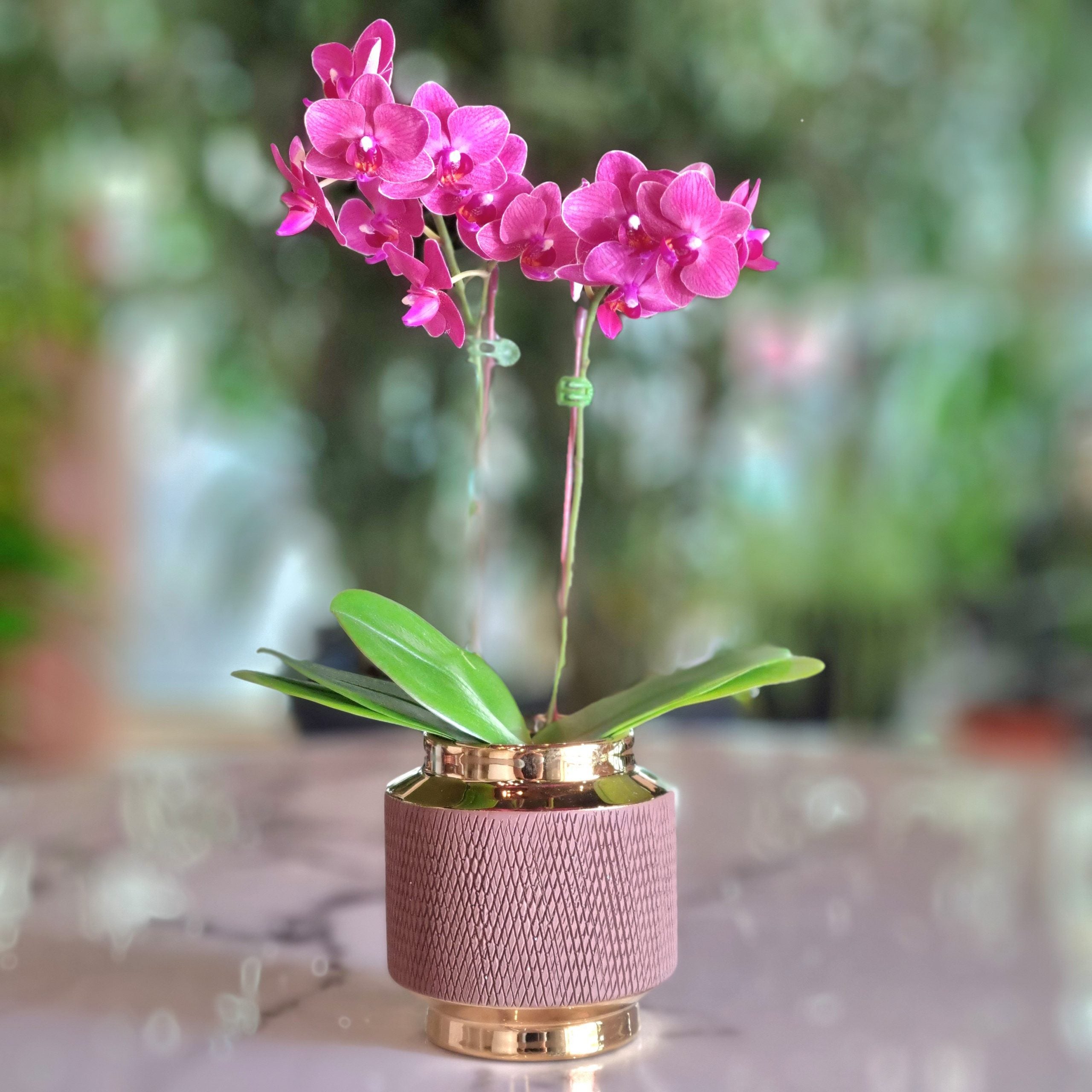 Mini Phalaenopsis Purple