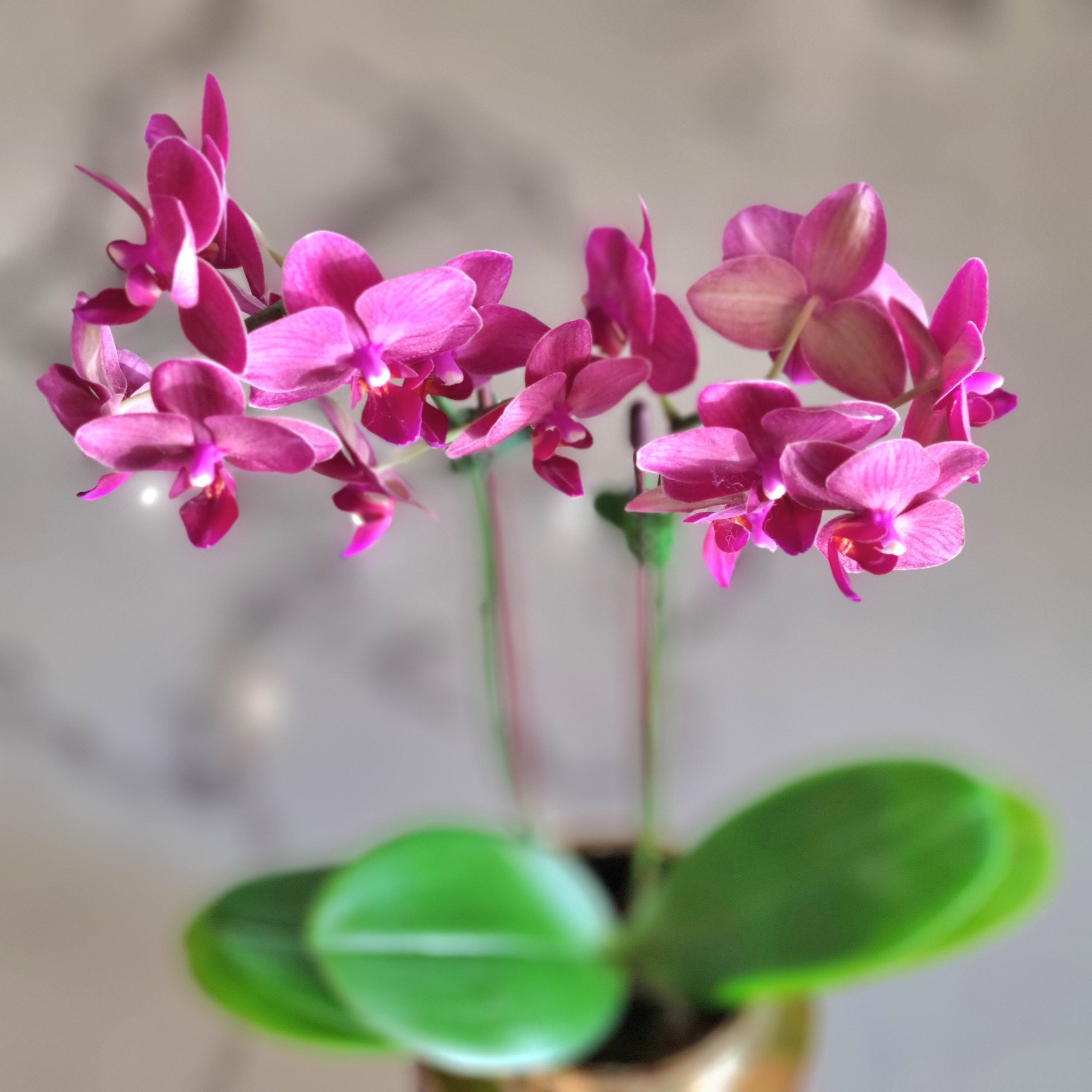 Mini Phalaenopsis Purple