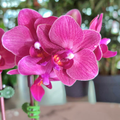 Mini Phalaenopsis Purple