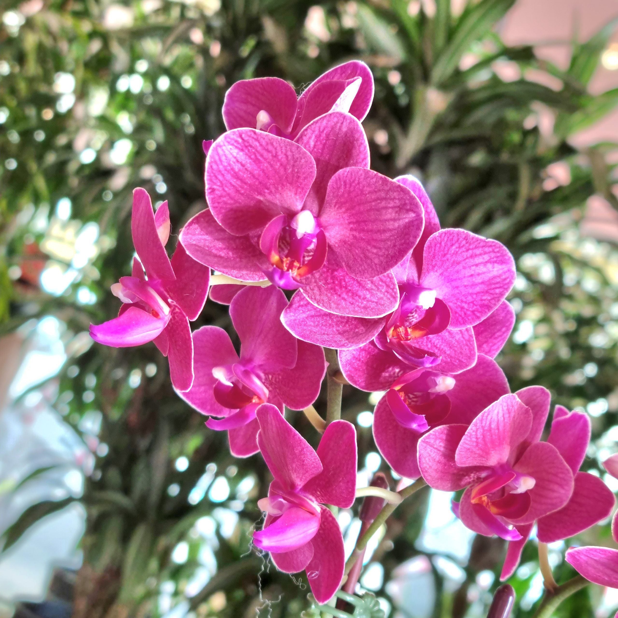 Mini Phalaenopsis Purple