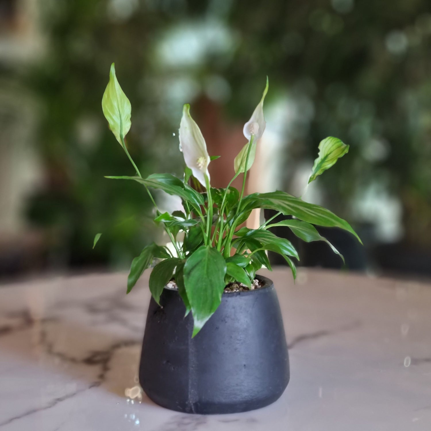 Mini Spathiphyllum in a Black Pot