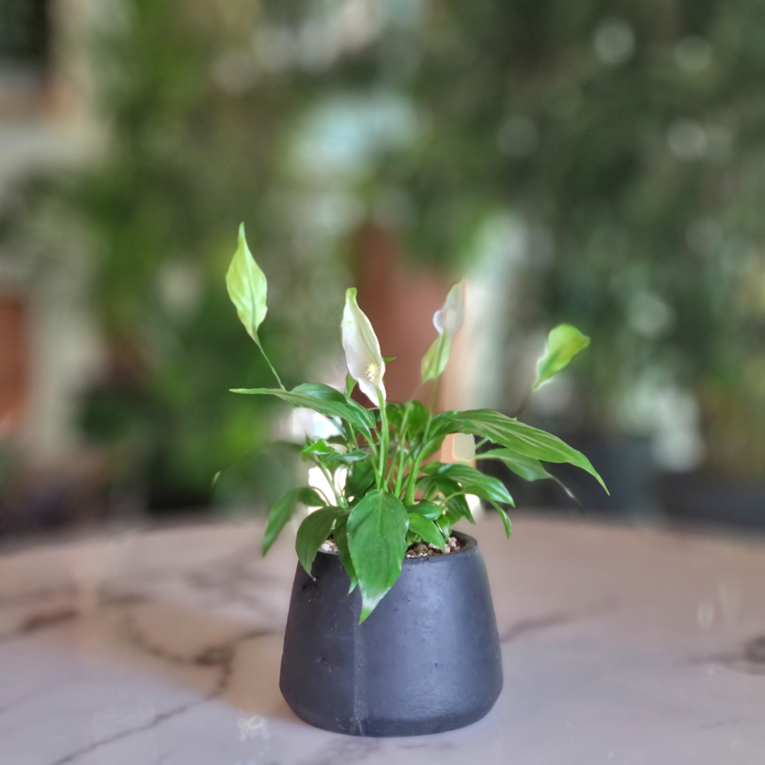 Mini Spathiphyllum in a Black Pot