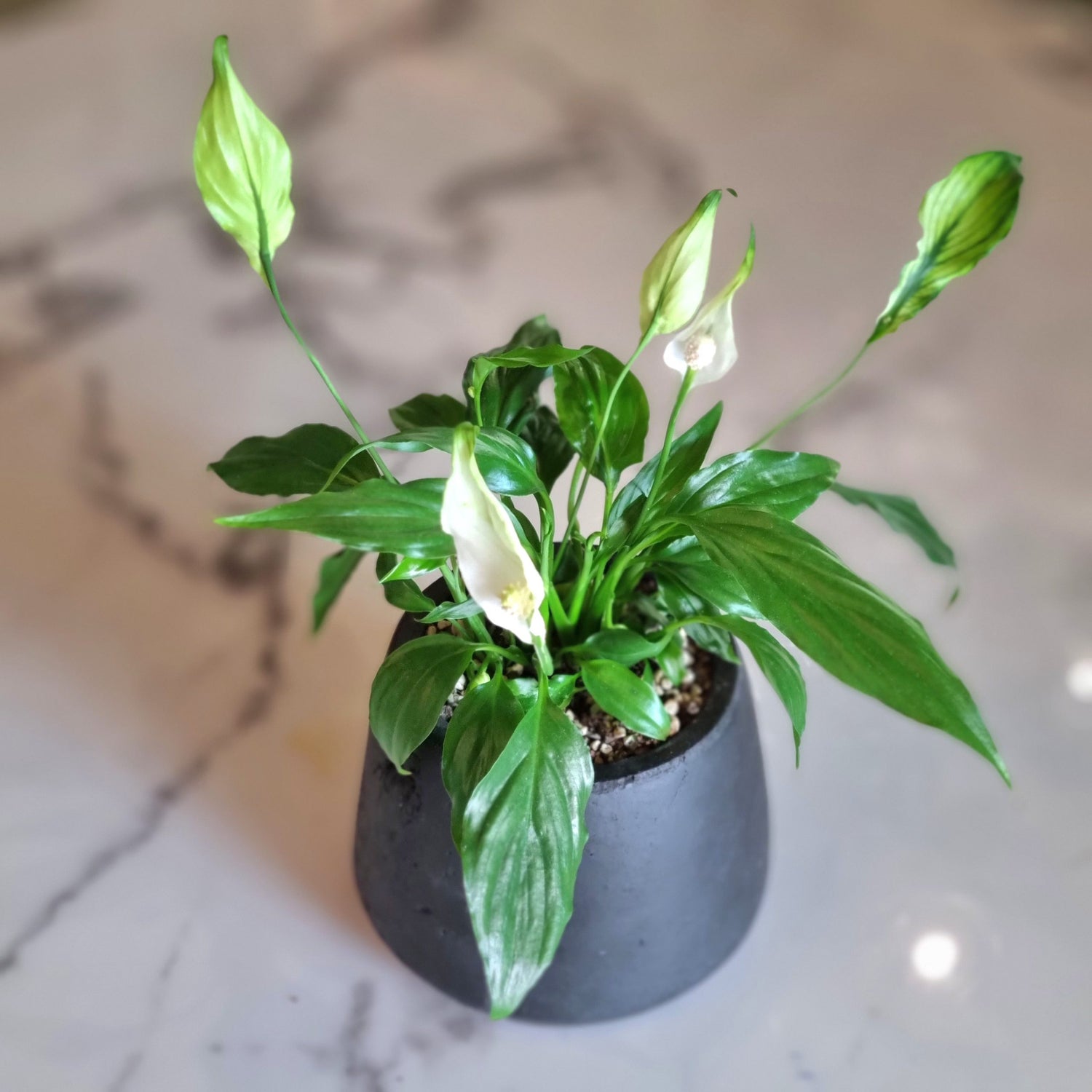 Mini Spathiphyllum in a Black Pot