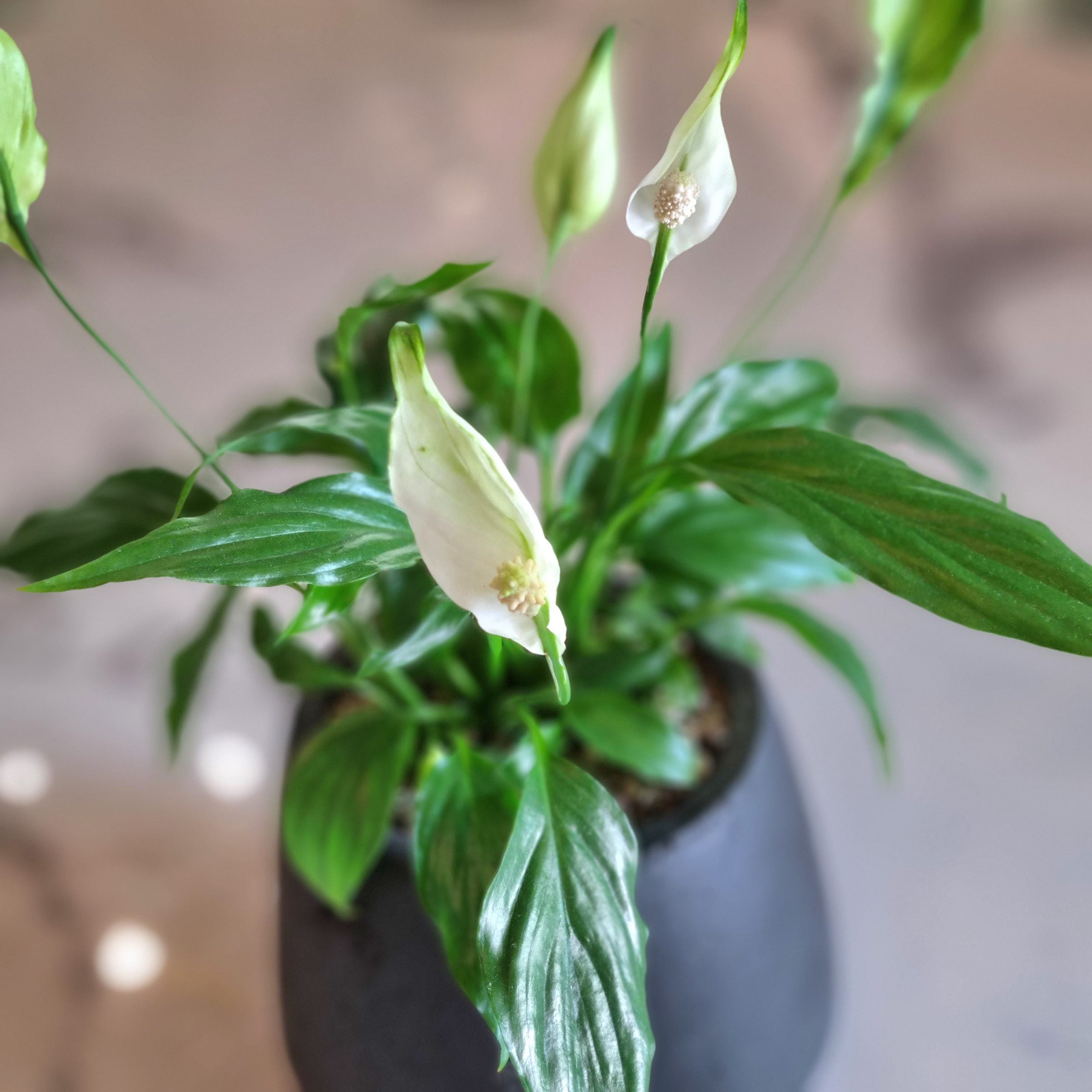 Mini Spathiphyllum in a Black Pot