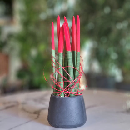 Sansevieria Red Velvet in a Black Pot