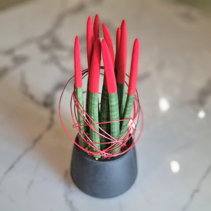 Sansevieria Red Velvet in a Black Pot