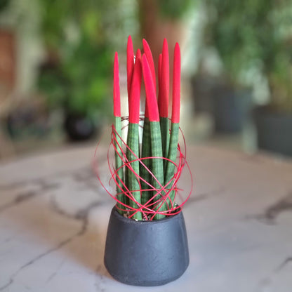 Sansevieria Red Velvet in a Black Pot