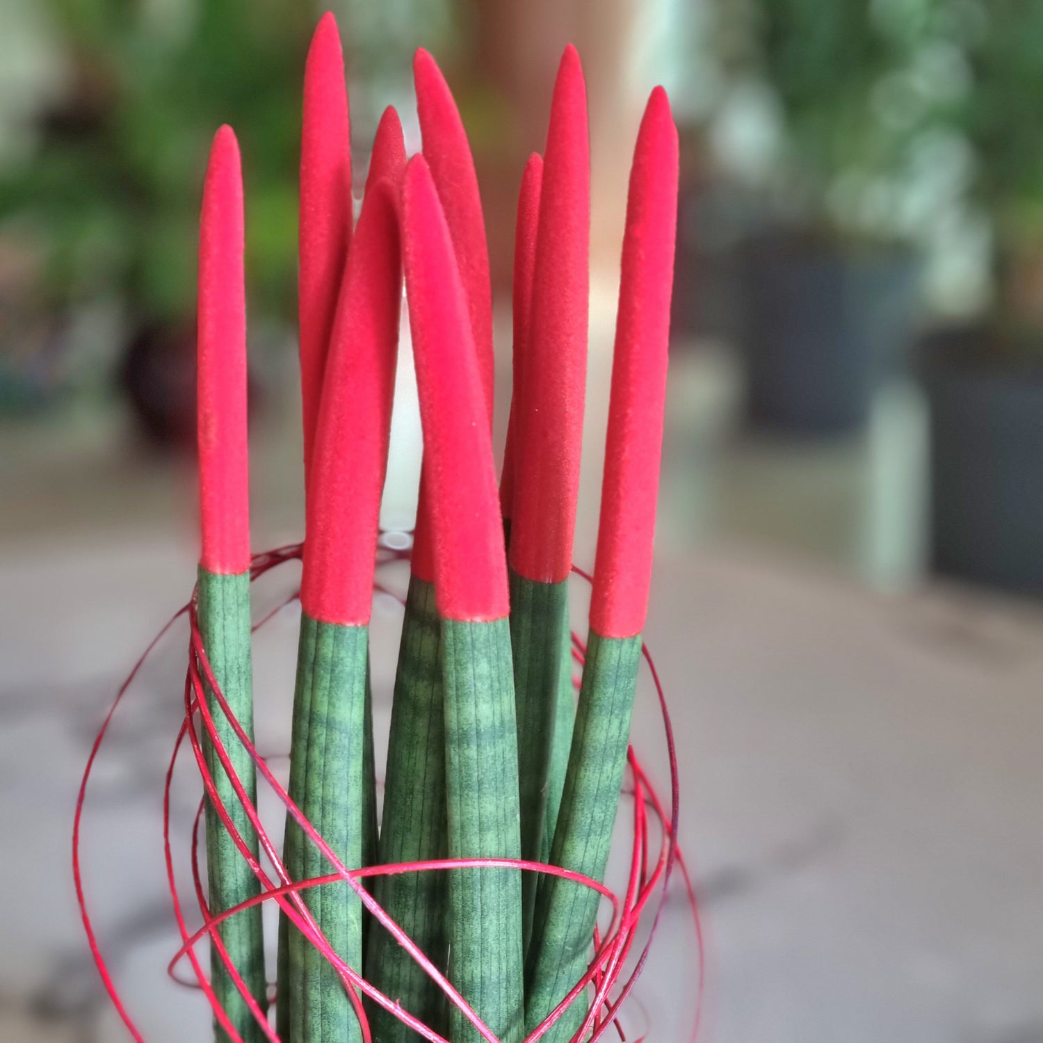 Sansevieria Red Velvet in a Black Pot