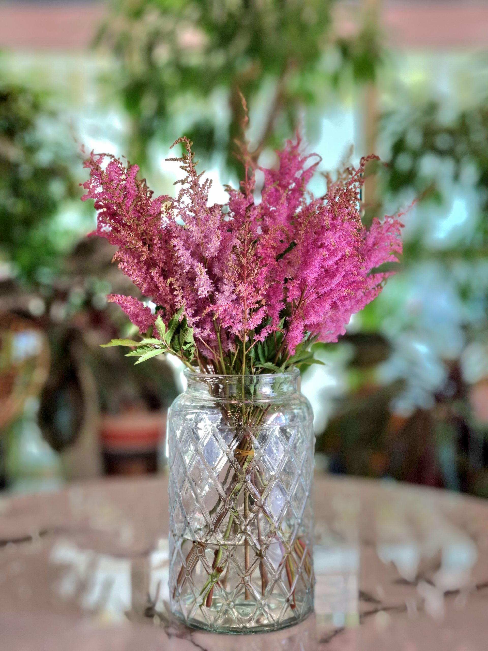 Astilbe Erika Pink