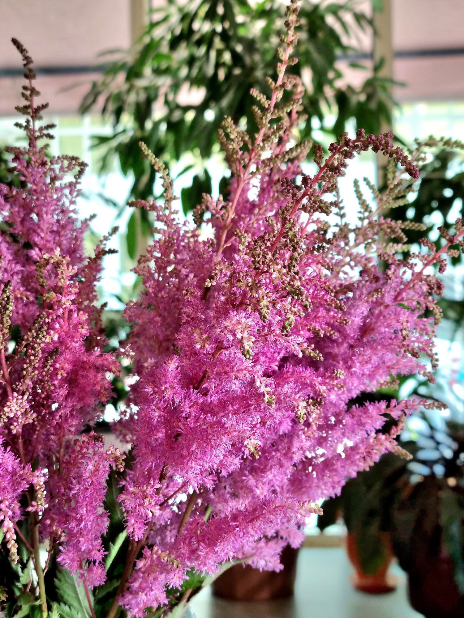 Astilbe Erika Pink