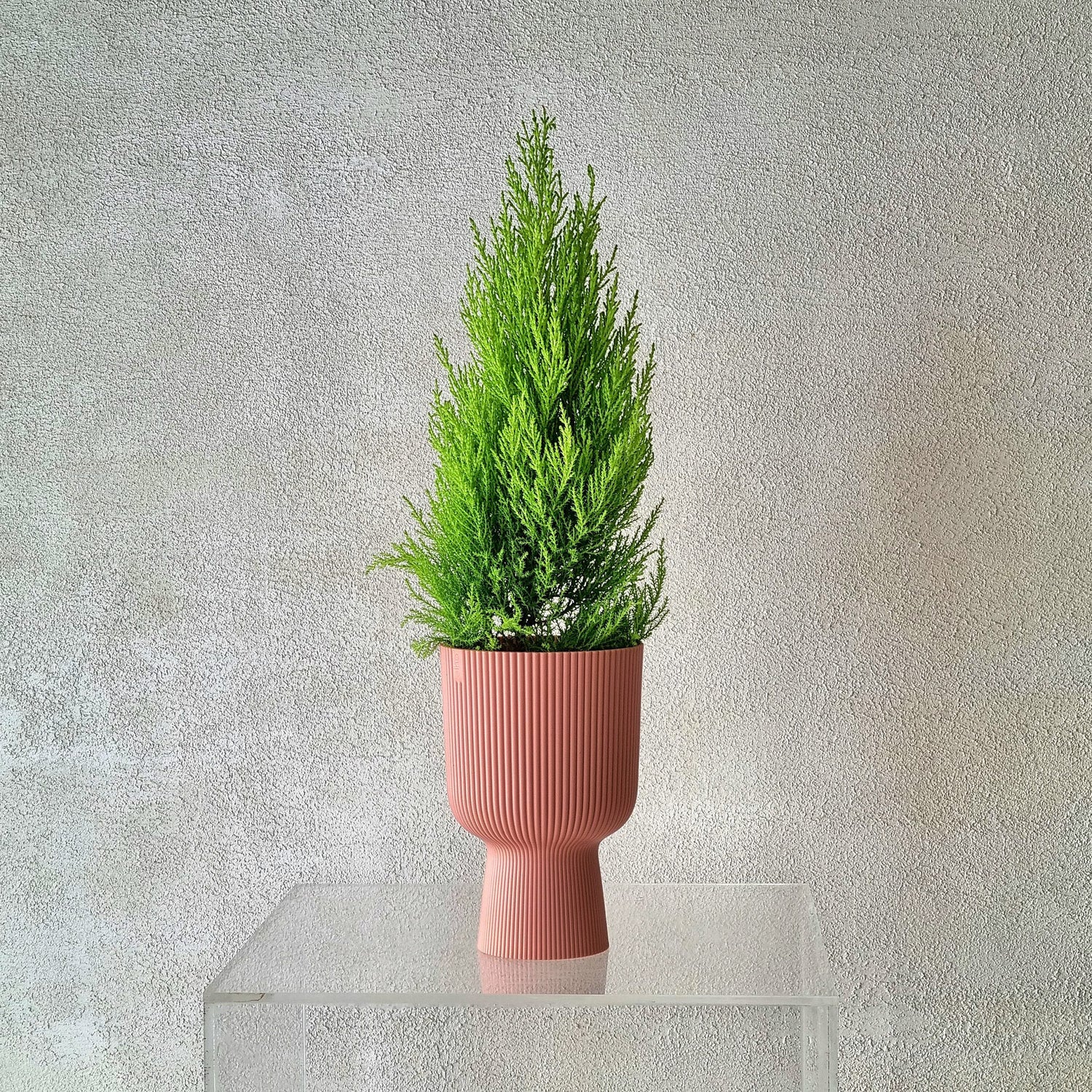 Mini Lemon Cypress in Ehlo Vase