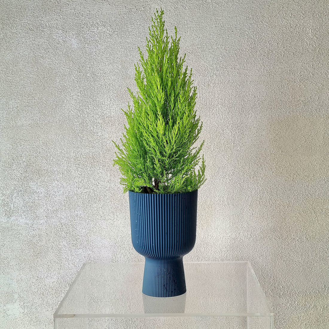 Mini Lemon Cypress in Ehlo Vase