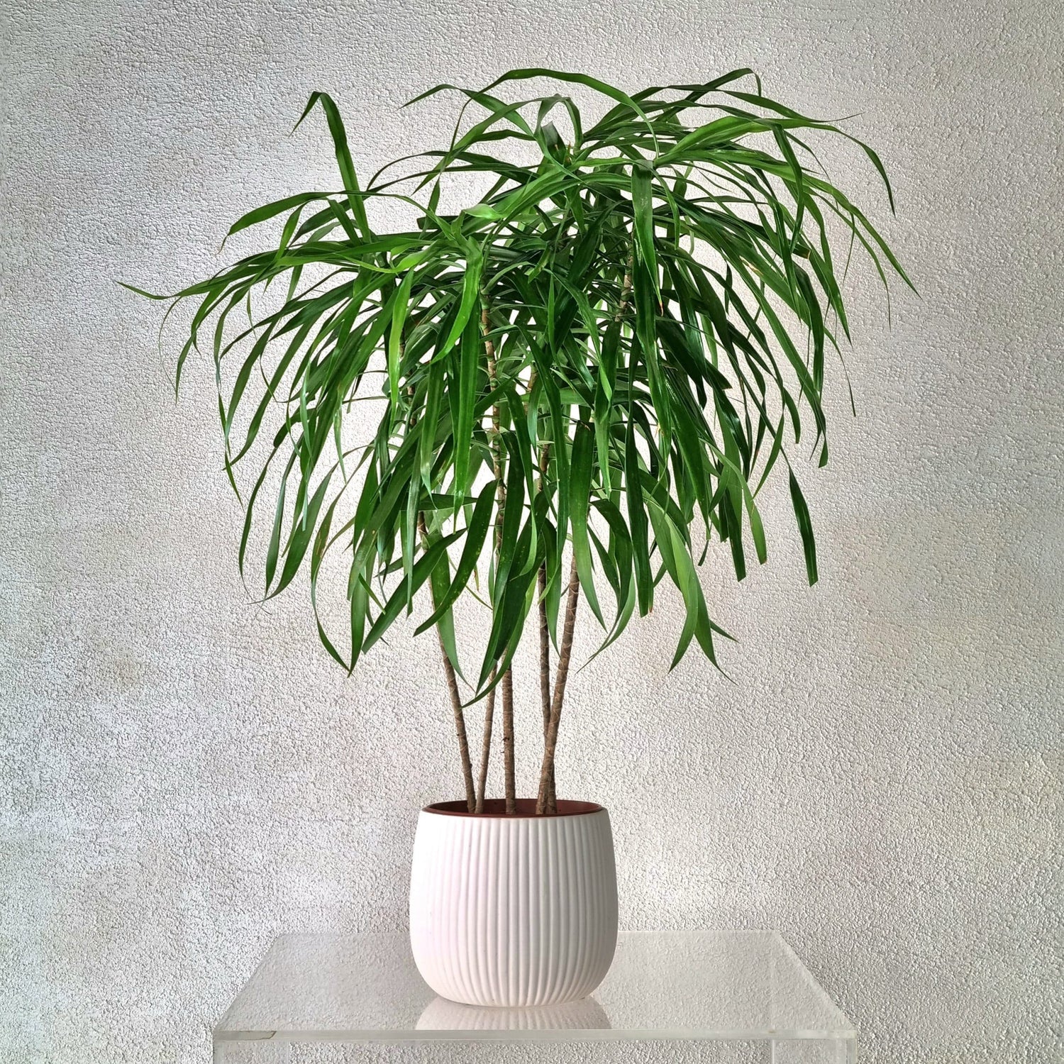 Mini Dracaena Anita in White Vase