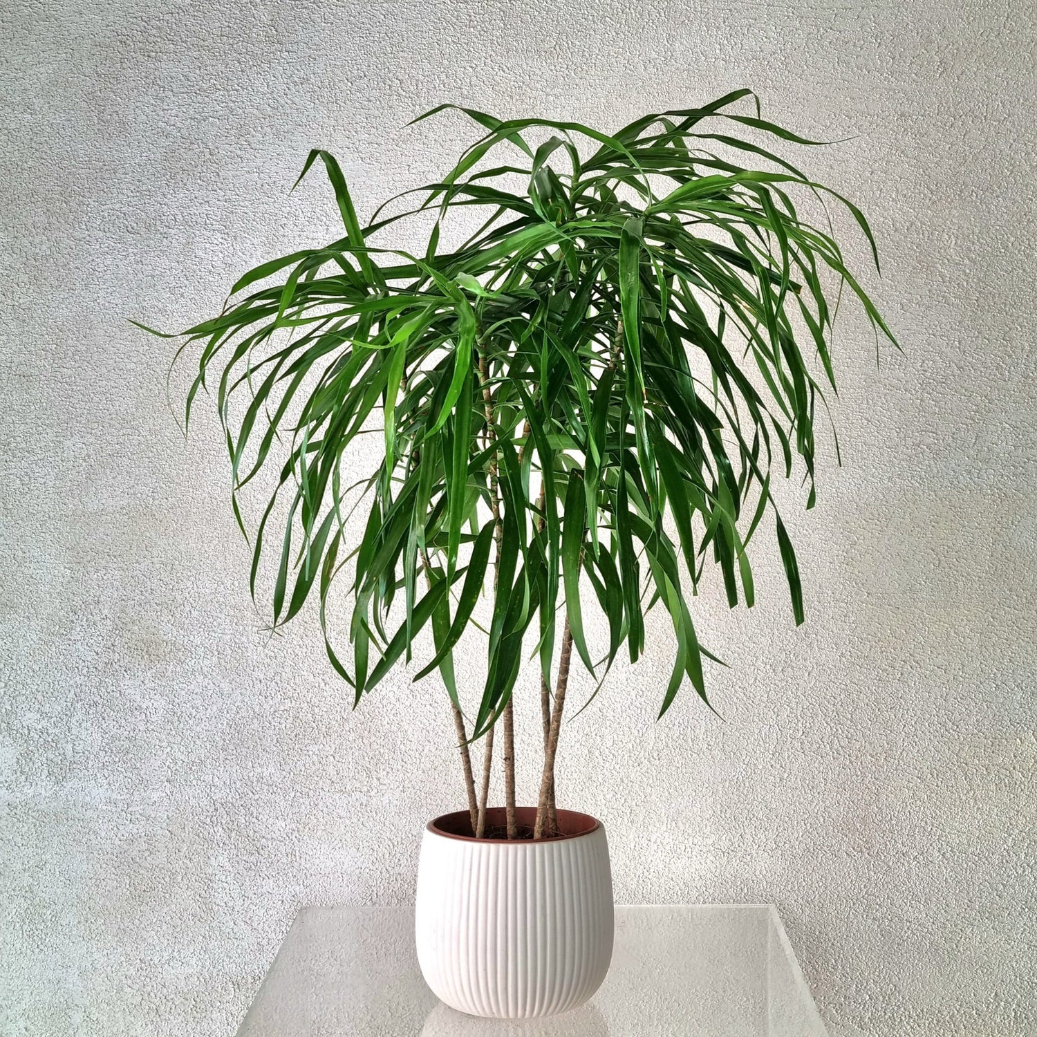 Mini Dracaena Anita in White Vase