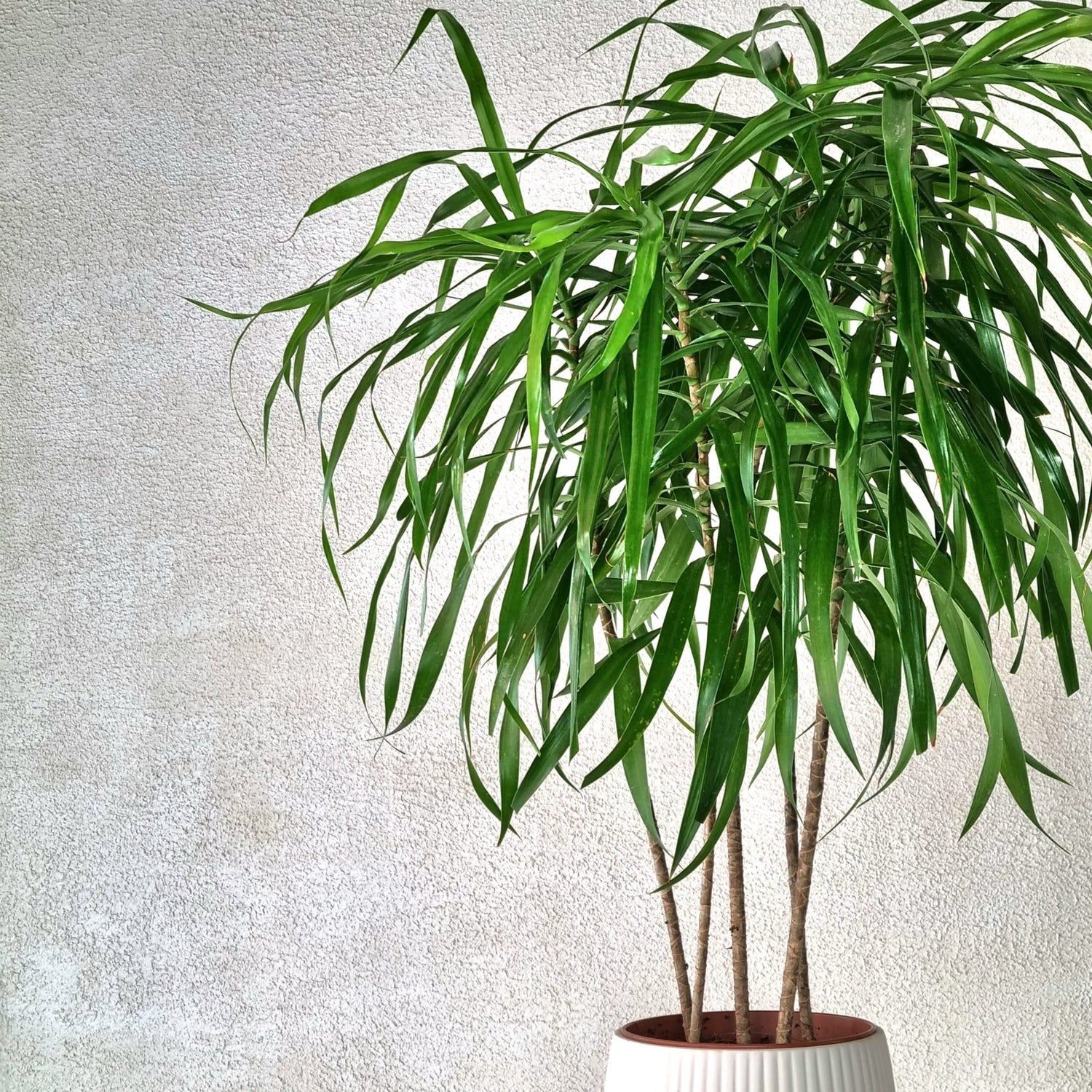 Mini Dracaena Anita in White Vase