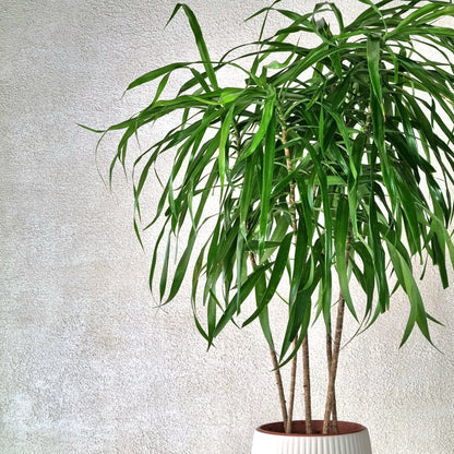 Mini Dracaena Anita in White Vase