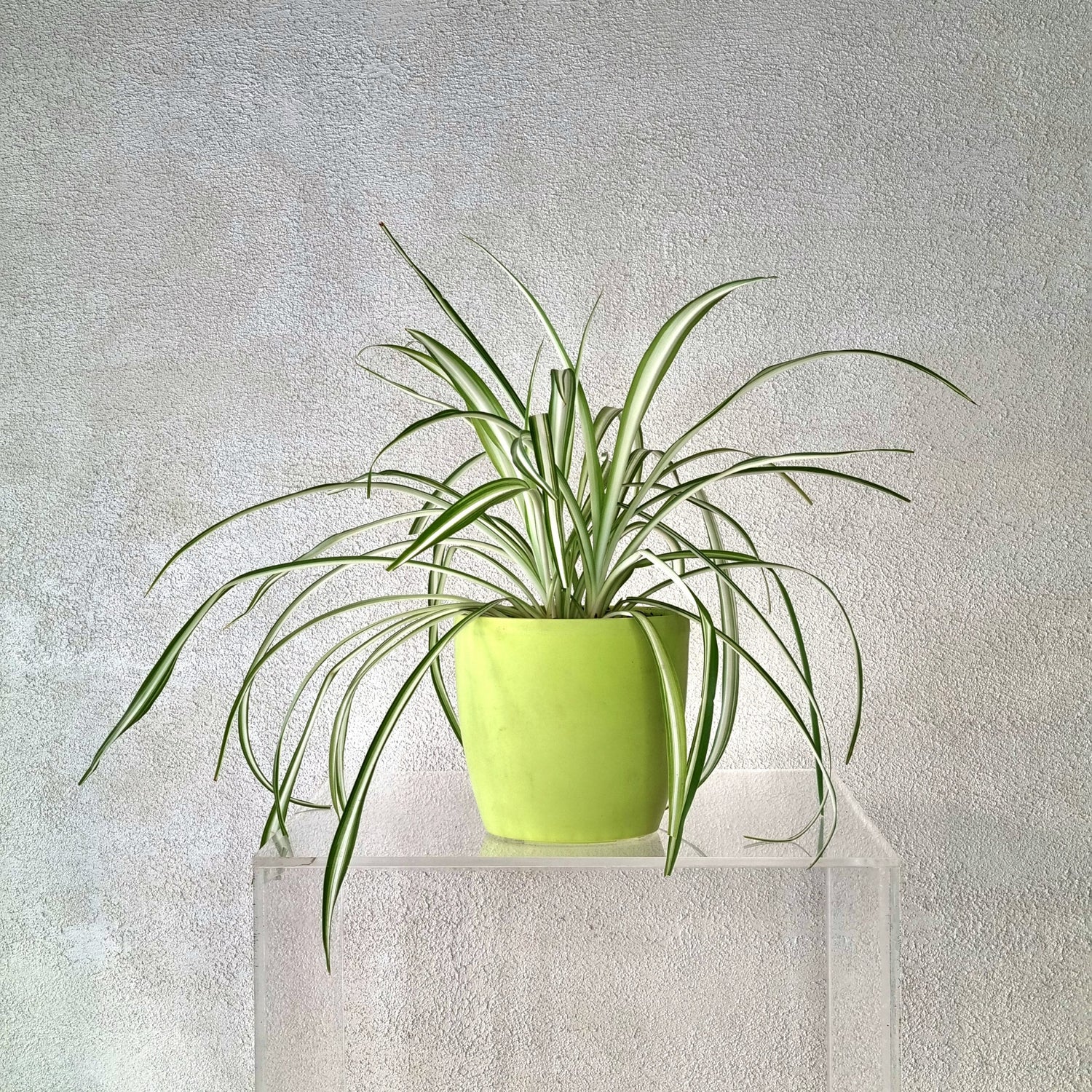 Spider Plant in Neon Green Vase