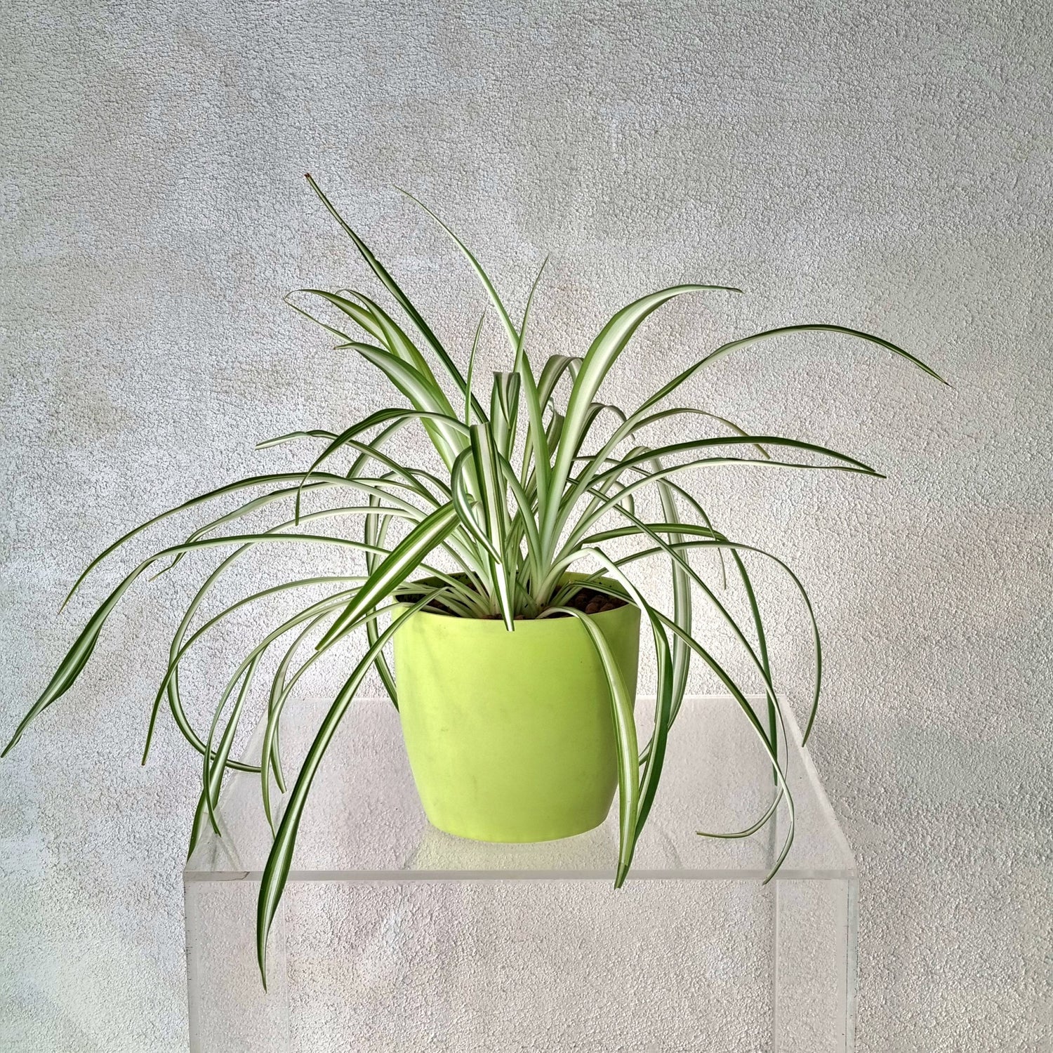 Spider Plant in Neon Green Vase