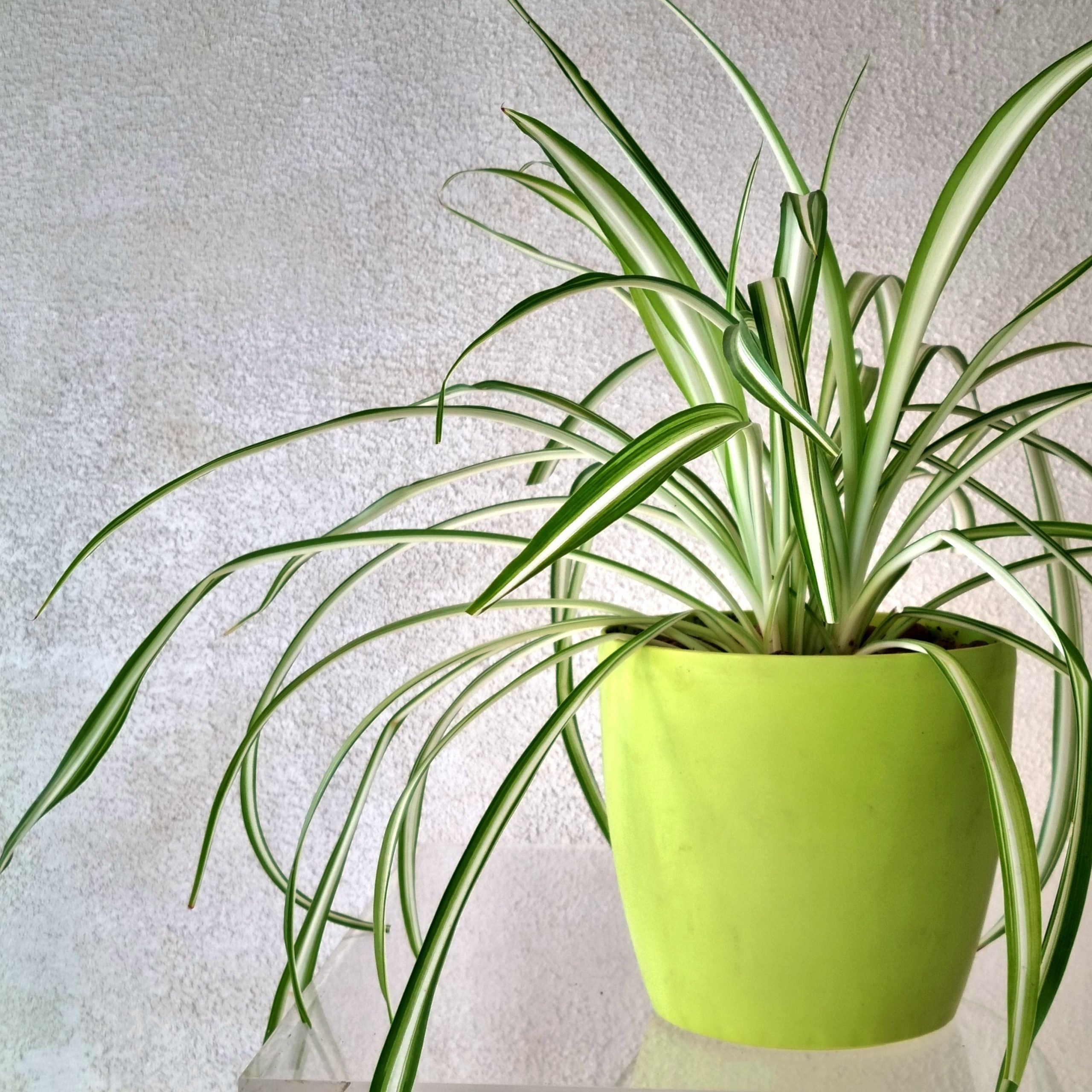 Spider Plant in Neon Green Vase