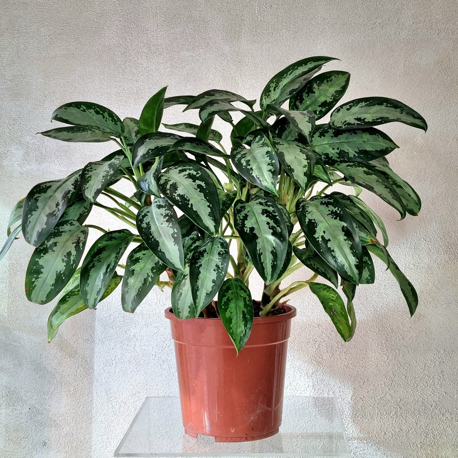 Aglaonema Diamond Baby