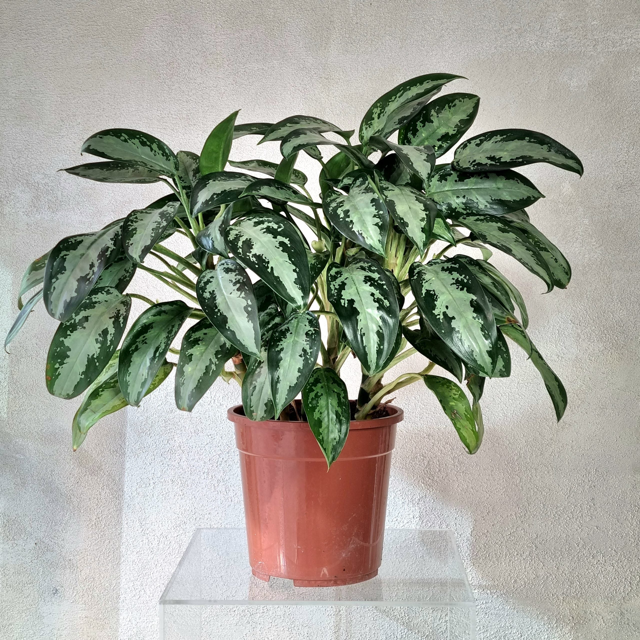 Aglaonema Diamond Baby