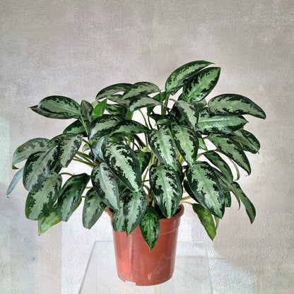 Aglaonema Diamond Baby