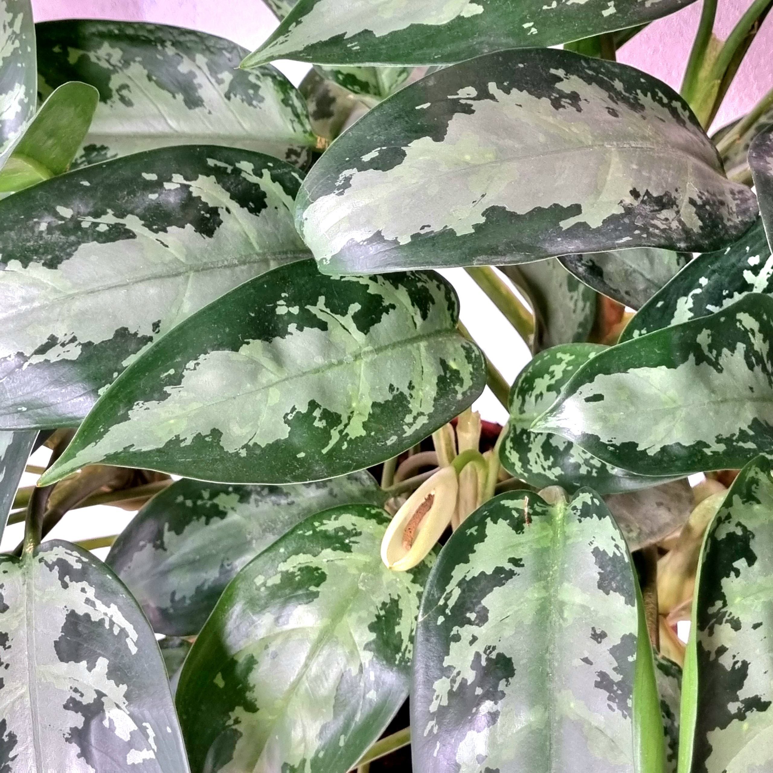 Aglaonema Diamond Baby