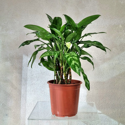 Aglaonema Maria