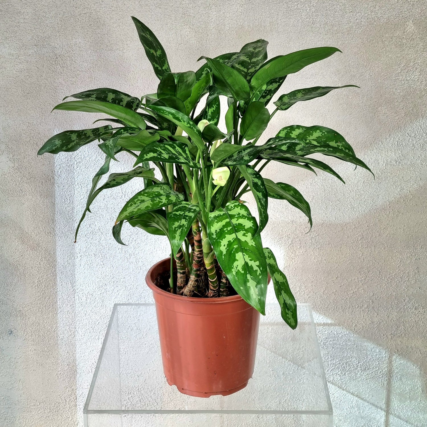 Aglaonema Maria