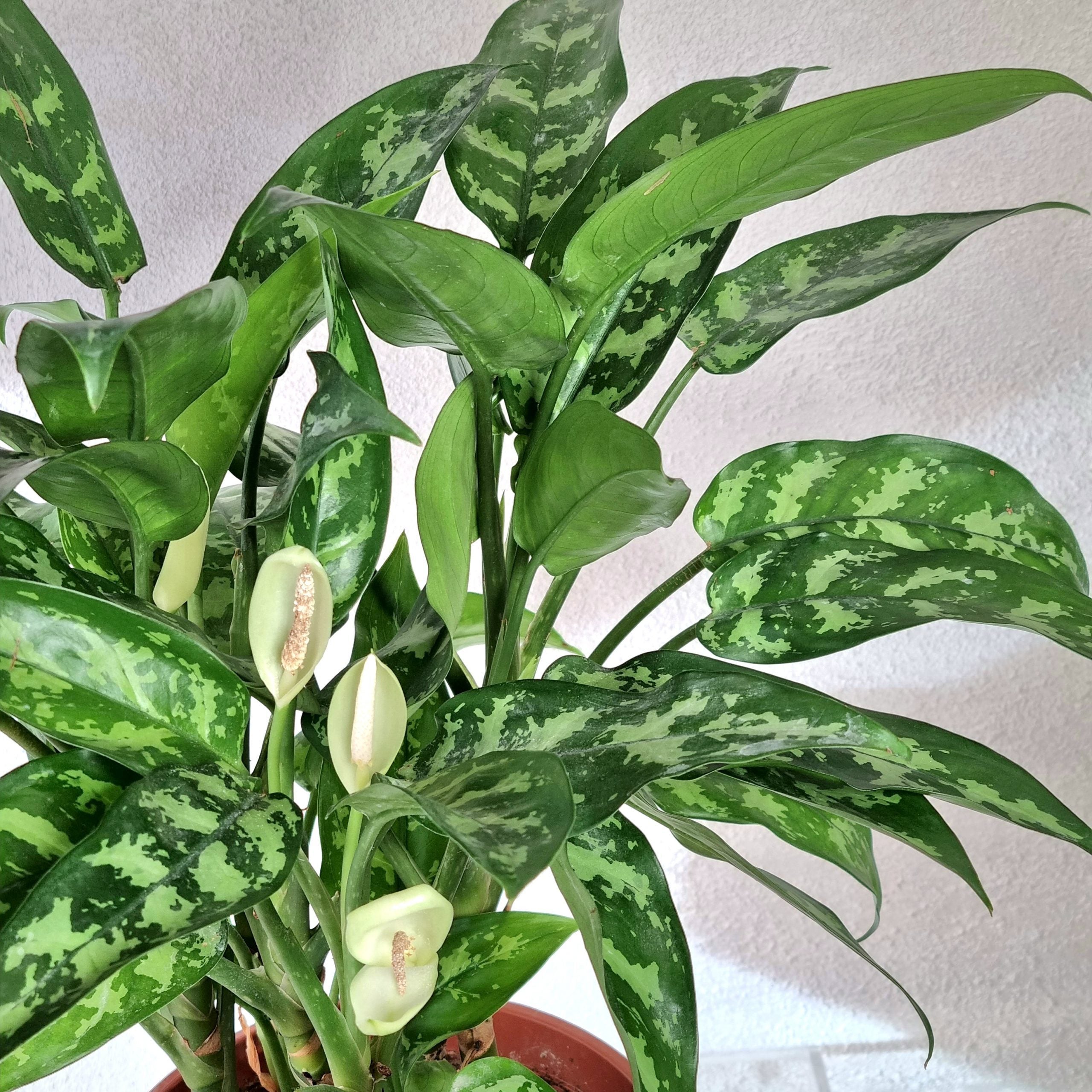 Aglaonema Maria