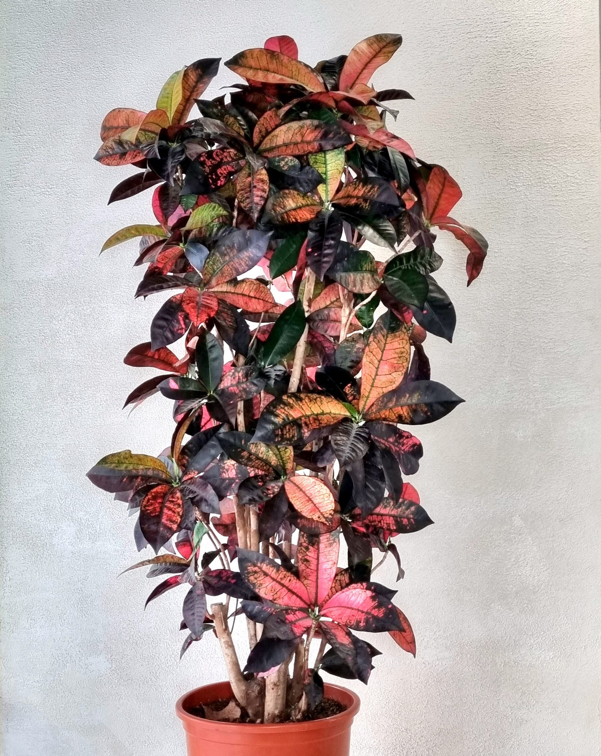 Garden Croton (Codiaeum variegatum)