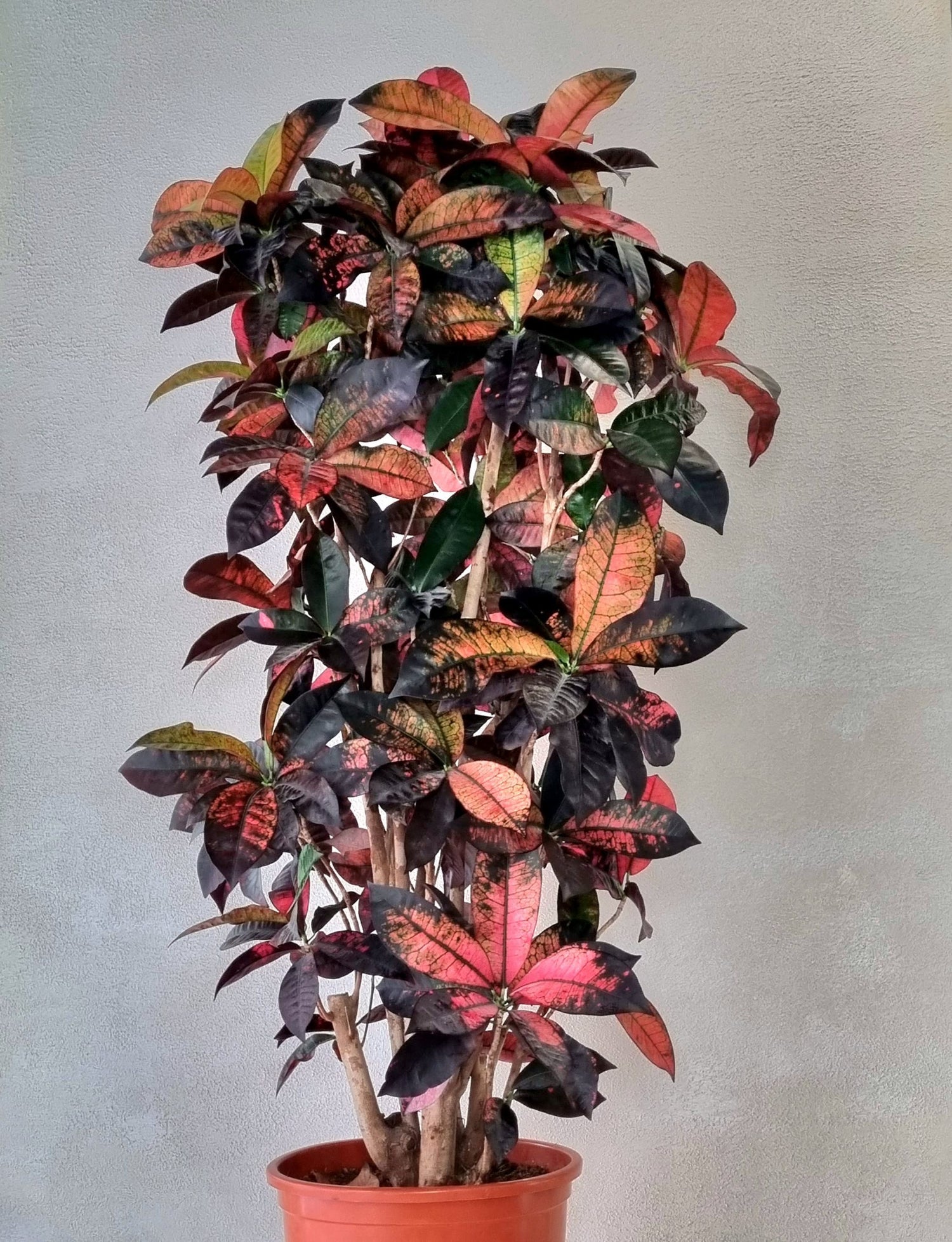 Garden Croton (Codiaeum variegatum)