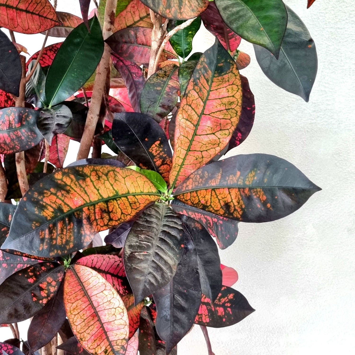 Garden Croton (Codiaeum variegatum)