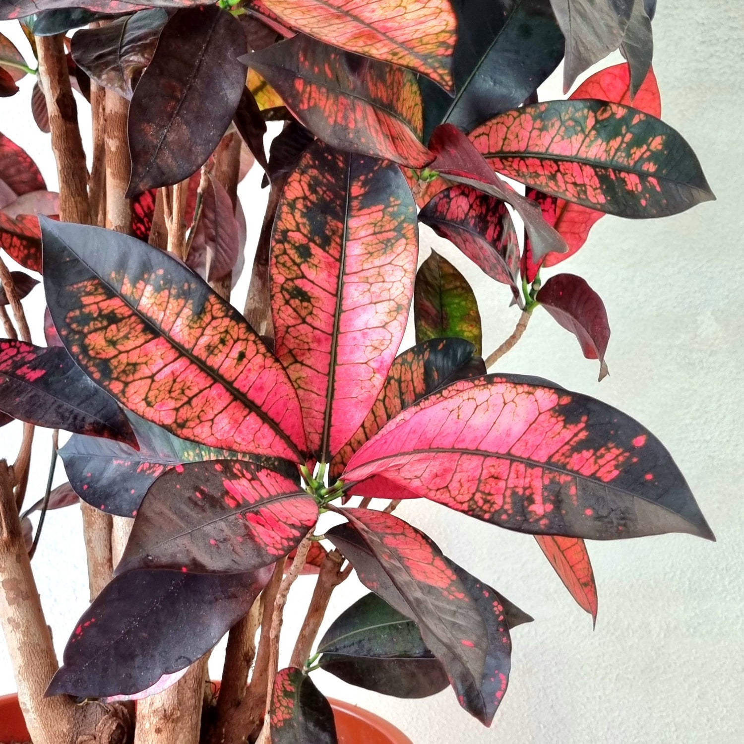 Garden Croton (Codiaeum variegatum)