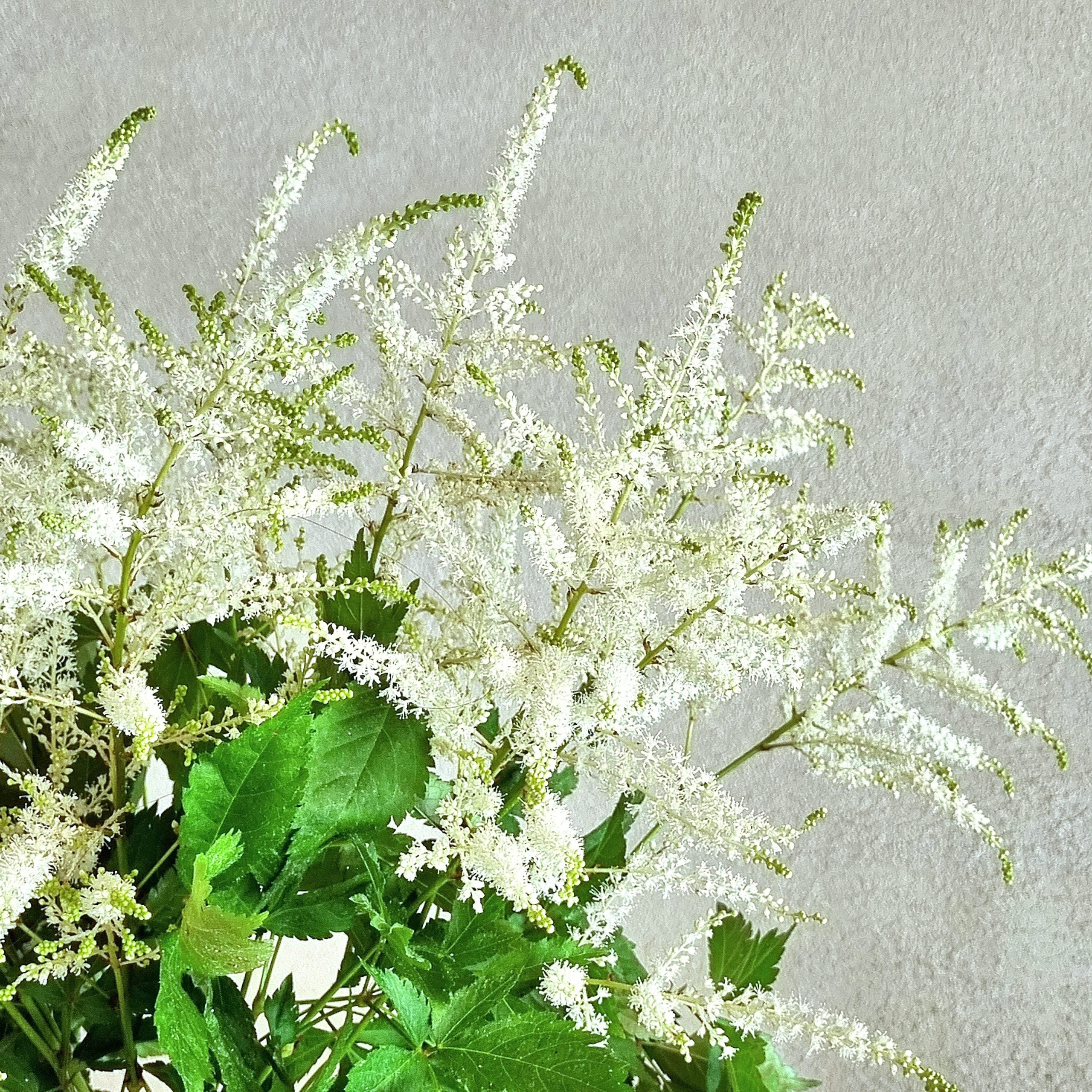 Astilbe Washington