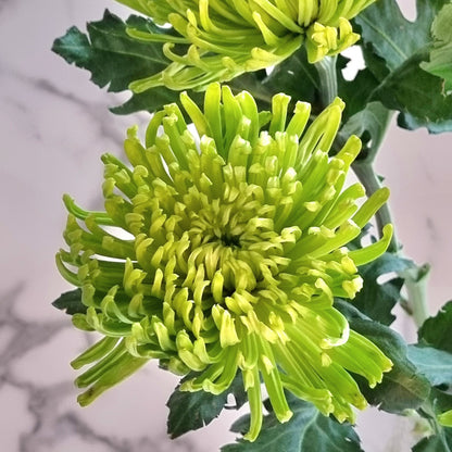 Anastasia Green Chrysanthemums