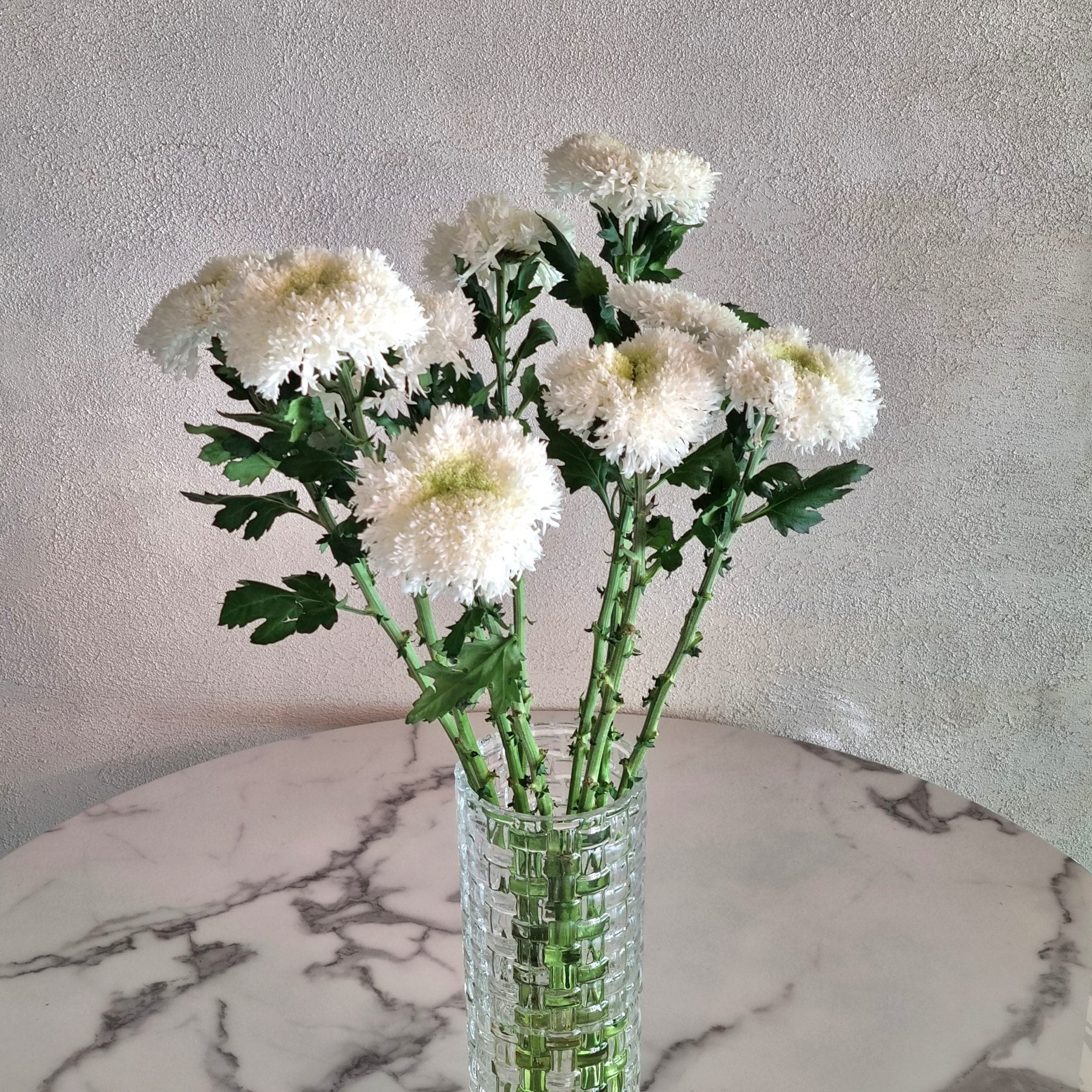 Etrusco White Chrysanthemums