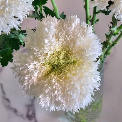 Etrusco White Chrysanthemums