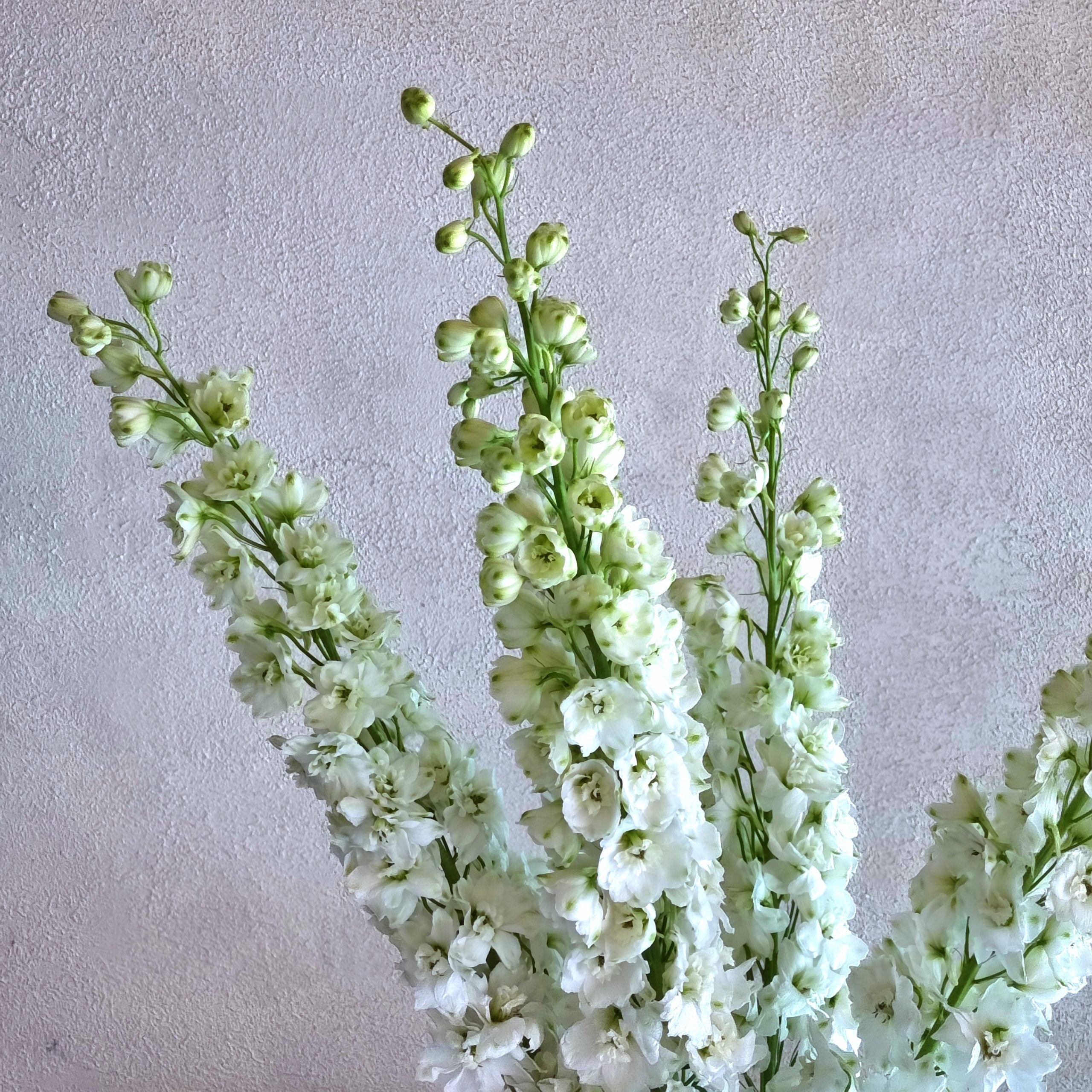 Siberia Delphiniums