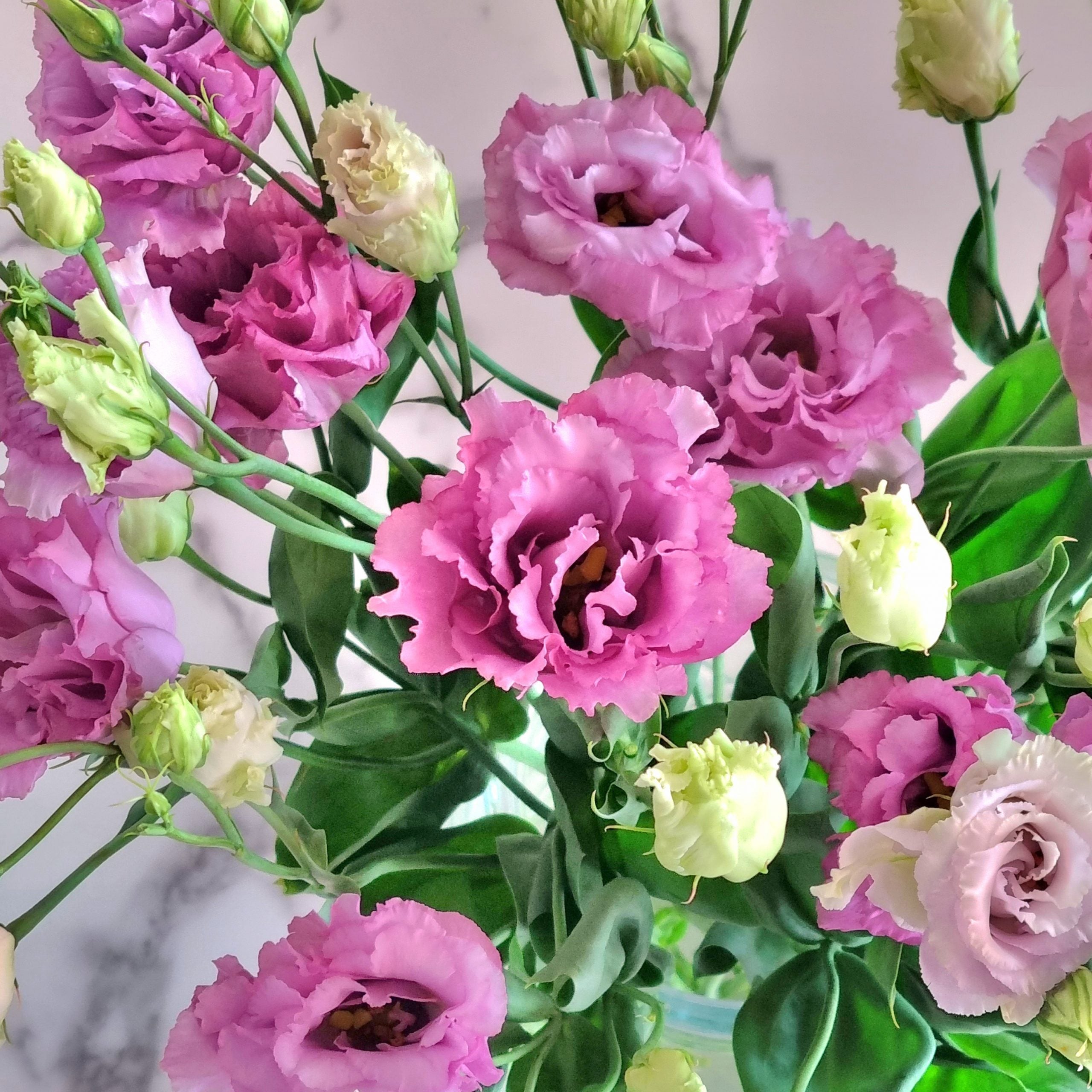 Lisianthus Double Rosita