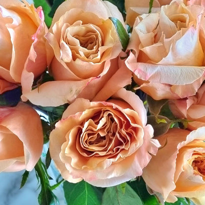 Peach Shimmer Roses