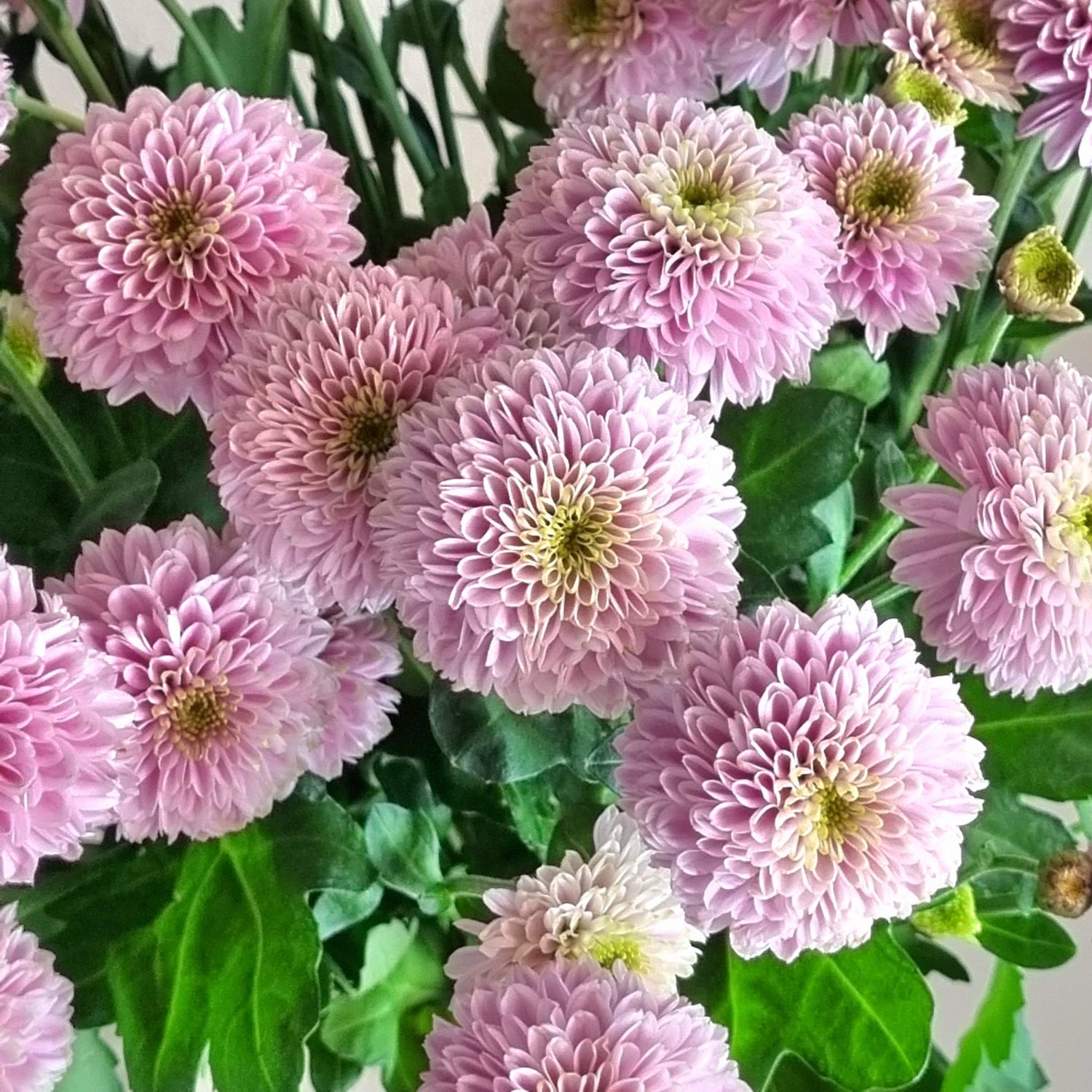 Lavender Doria Santini Chrysanthemums