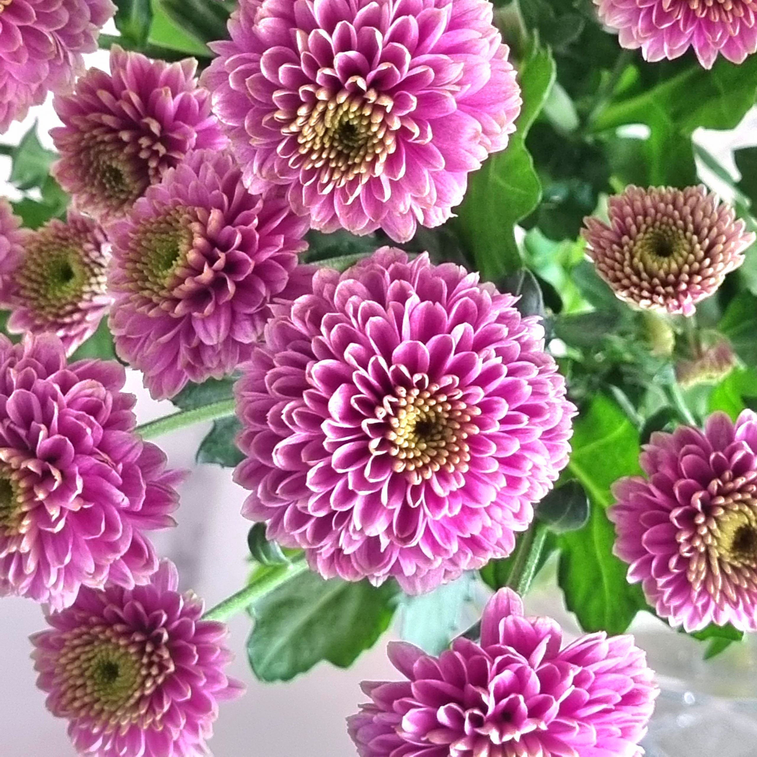 Purple Doria Santini Chrysanthemums