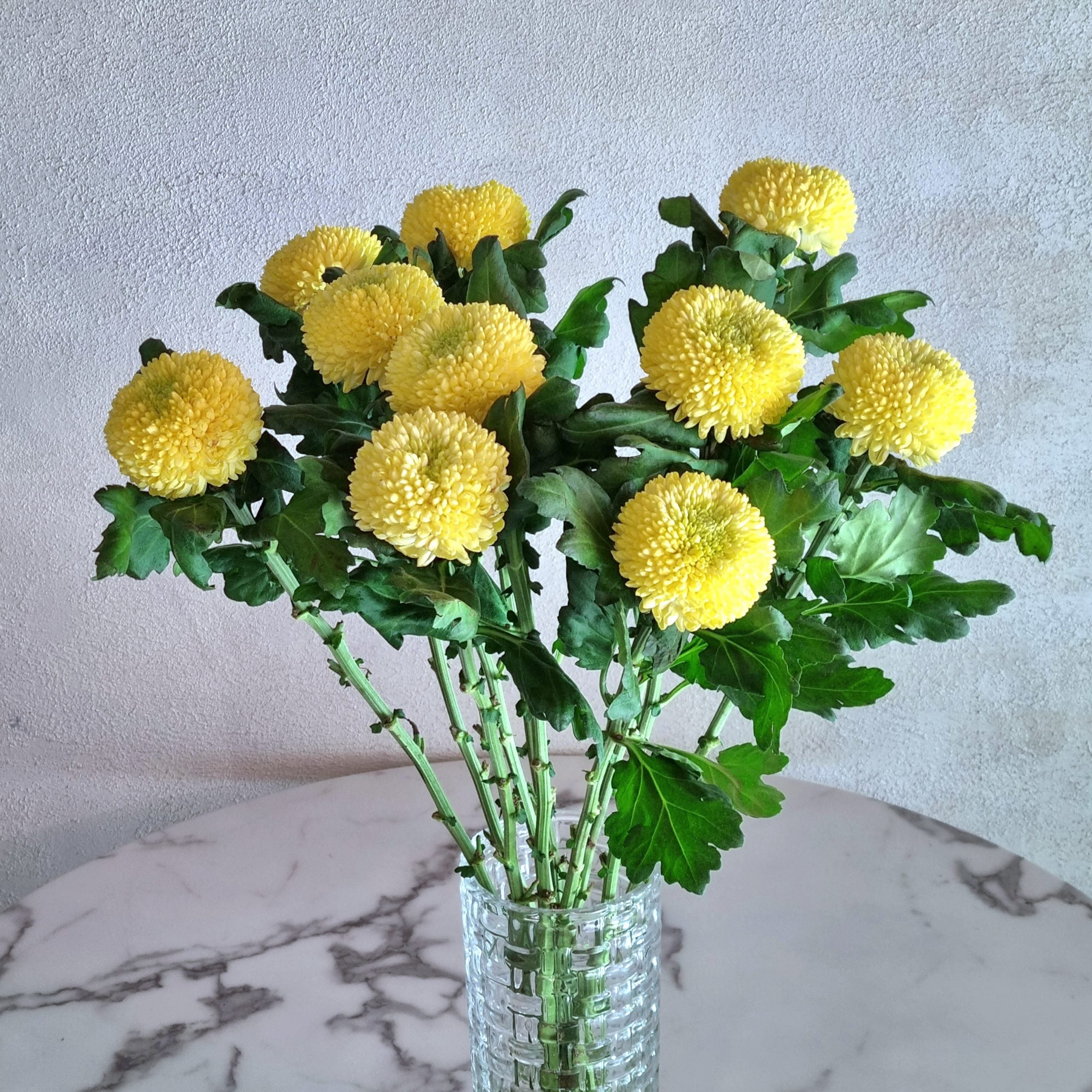 Yellow Pom Pom Chrysanthemums