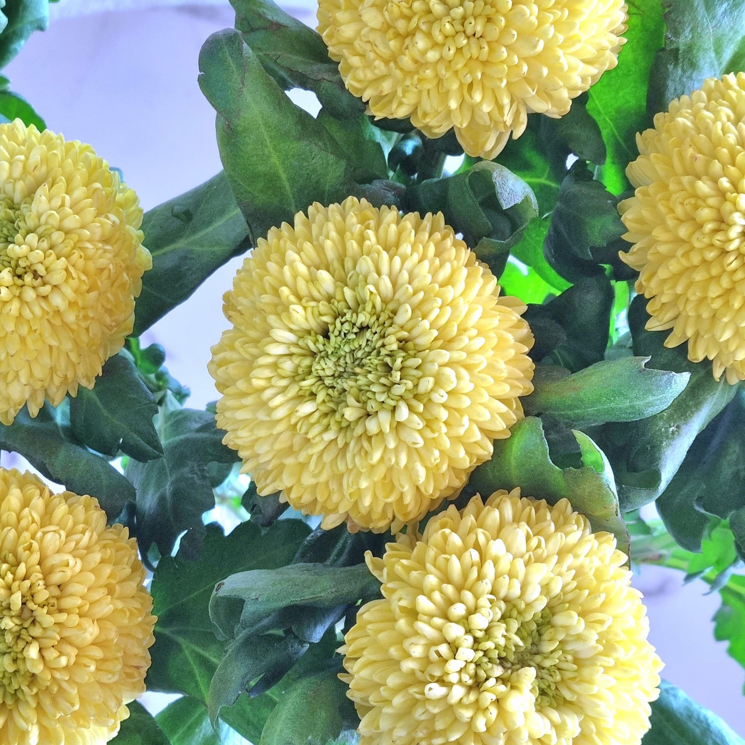 Yellow Pom Pom Chrysanthemums