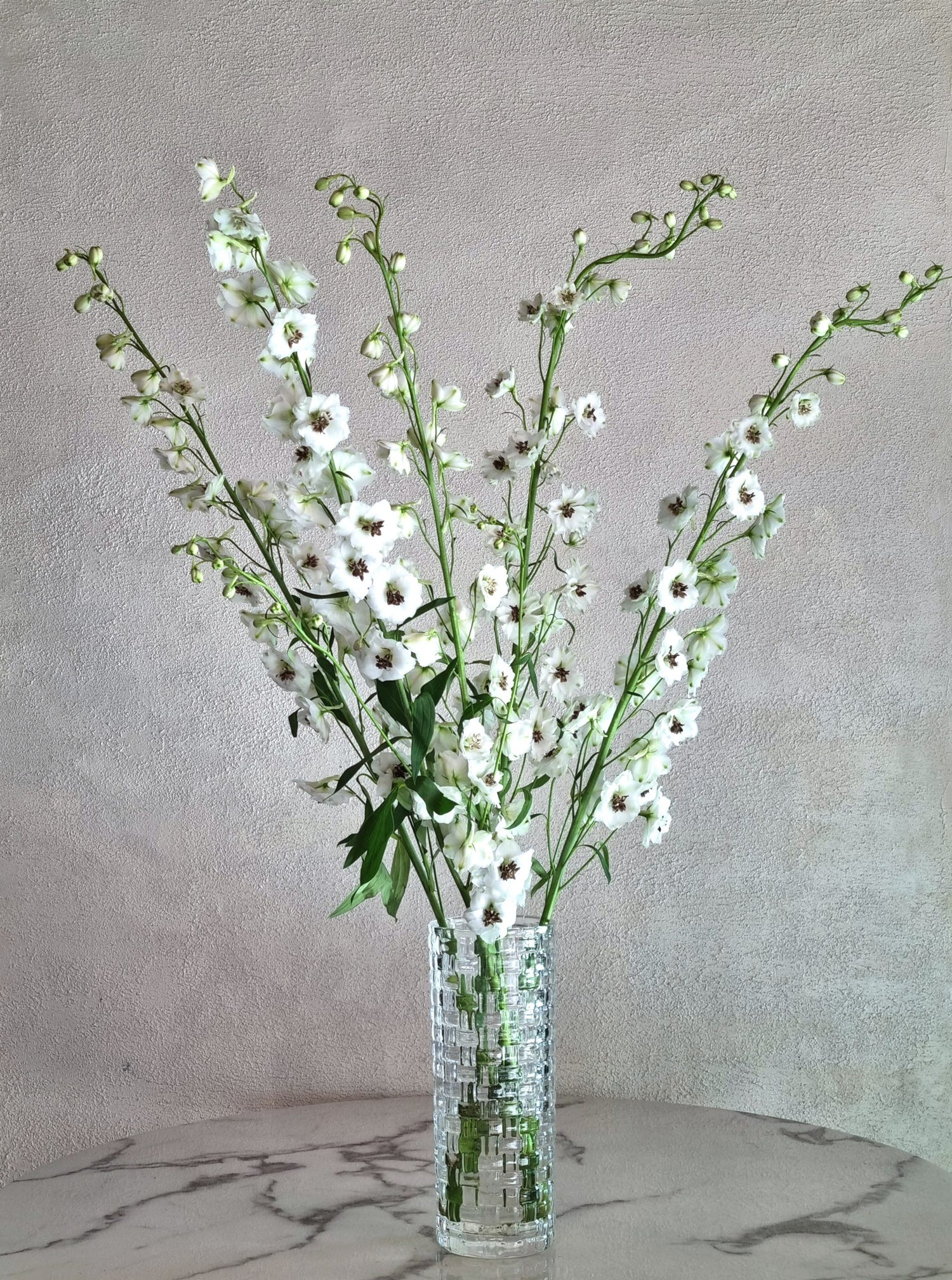 Rocket White Delphiniums