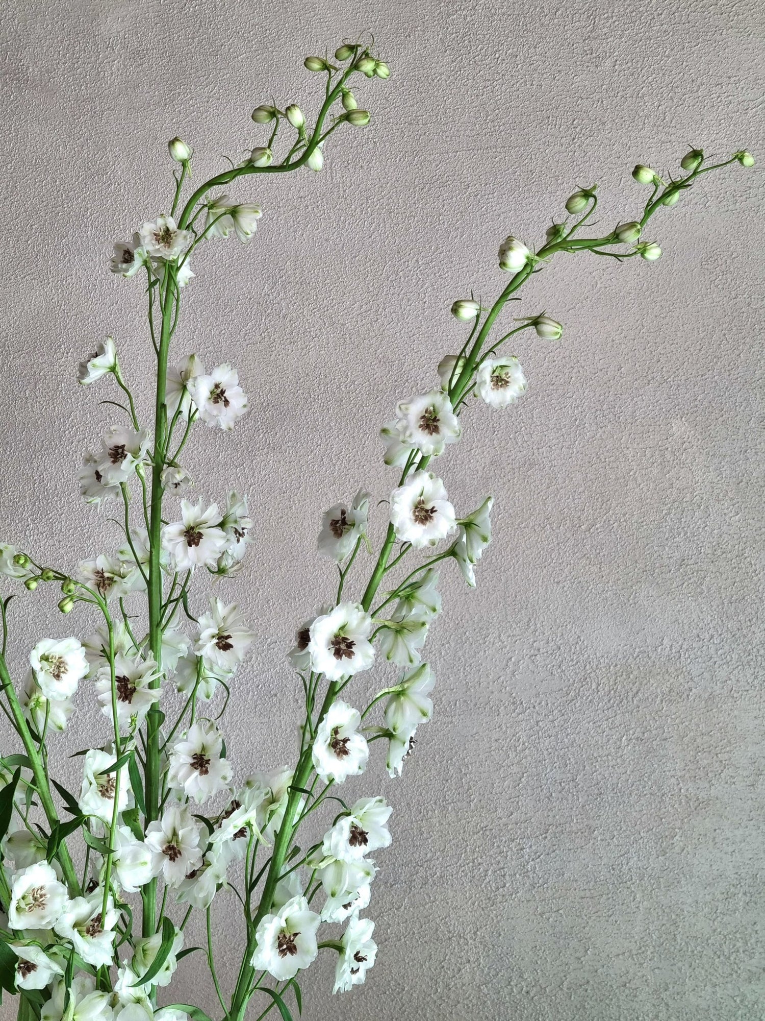 Rocket White Delphiniums