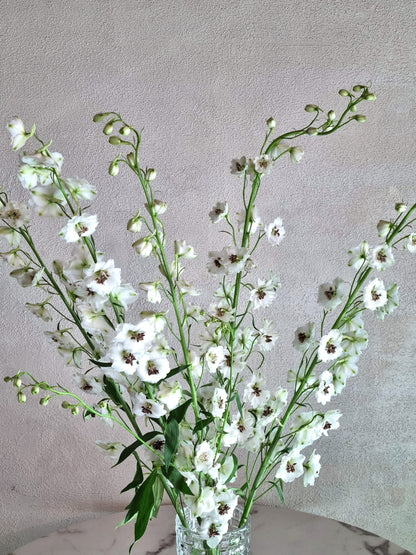 Rocket White Delphiniums